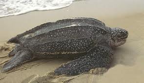 Foto Leatherback sea turtle