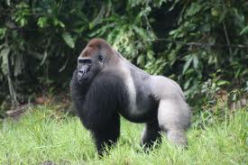 foto western lowland gorilla