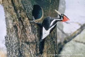 Foto Ivory-Billed Woodpecker