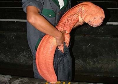 Foto Chinese Giant Salamander
